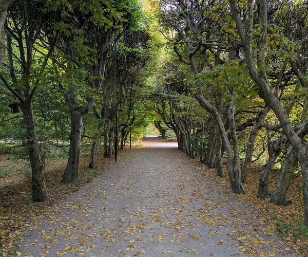 A path winding through a serene green forest, symbolizing a journey.